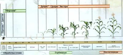 Кукуруза. Ресурсы повышения урожайности - YouTube