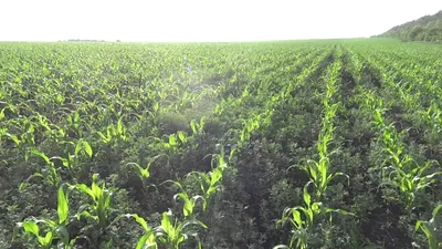 ЛАДОЖСКИЙ 391 АМВ - гибрид кукурузы: купить семена от производителя по  оптовой цене