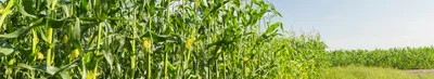 Какое удобрение лучше для кукурузы | Как усилить рост кукурузы