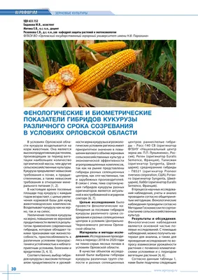 Кукуруза – царица полей - Бобёр.ру