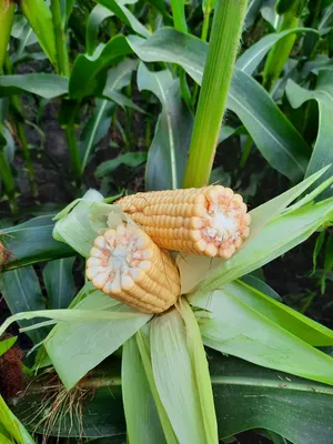 Перспективный гербицид для кукурузы