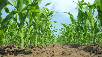 Как предотвратить негативные явления засухи при выращивании кукурузы ⋆  Насіння гібридів кукурудзи Маїс