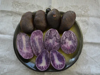Фиолетовая картошка фото фото