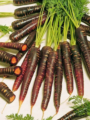 Фиолетовая морковь: в чем отличия от красной?