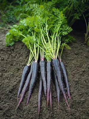 Фиолетовая морковь.Они бывают!» — создано в Шедевруме