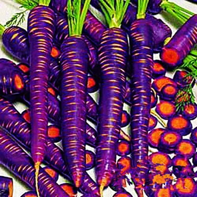 Семена \"Морковь Фиолетовая\" (смесь сортов) (ID#66455966), цена: 35 ₴,  купить на Prom.ua