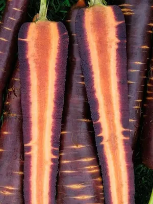Морковь: Путешествие от Фиолетового до Оранжевого | Здоровая кожа | Дзен