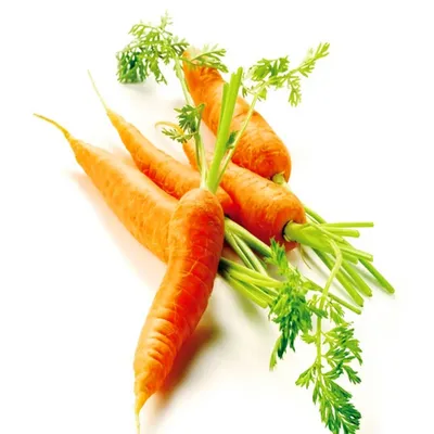 Морковь Фиолетовая - «А вы пробовали фиолетовую морковку? » | отзывы