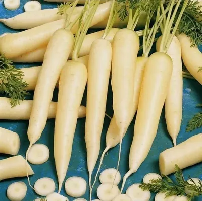 Фиолетовая Морковь Здоровое Садовое Питание Органическая Спелая Морковь  Плоский Стиль — стоковая векторная графика и другие изображения на тему  Вегетарианское питание - iStock