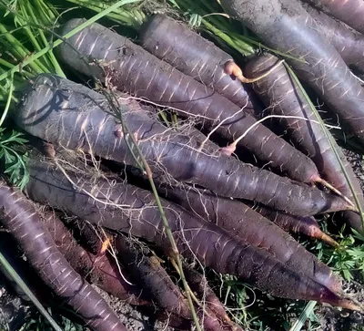 Морковь Фиолетовая Драконовая — Dragon Carrot | Дом Помидоров - Помидом