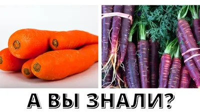 Azimar Juice - Знаете ли вы, что до 17 века морковь была фиолетовой? Все мы  знаем, что морковь оранжевая! Однако такую морковь, оранжевую, никто не  выращивал, пока голландцы не решили поэкспериментировать. В