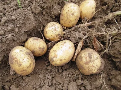 Борьба с фитофторозом на картофеле | О Фазенде. Загородная жизнь | Дзен