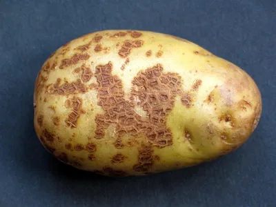 Что нужно сделать перед выкопкой картошки, чтобы фитофтора не проникла в  клубни | Дача ягодки цветочки | Дзен