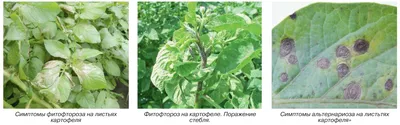 Как бороться с фитофторой на картофеле | Растения, Почвопокровные растения,  Кустарники