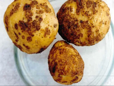 Канада: Антиоксиданты, усилитель для профилактики фитофтороза картофеля –  Новости картофеля