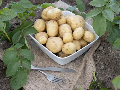 Может погибнуть почти весь урожай\". Эксперты рассказали, как эффективно  защитить картофель от фитофтороза
