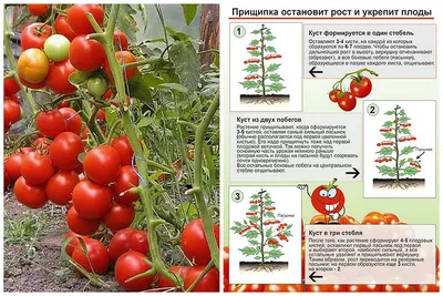 Выращиваем томаты (помидоры) в несколько ветвей