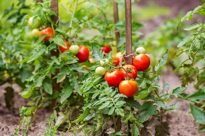 Секреты пасынкования томатов. - Зеленый мир Магазин для садоводов Тула
