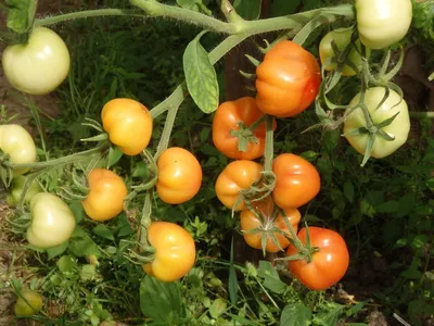 Формирование стеблей томатов | СНТ \"Энергия\", Сергиев-Посадский район