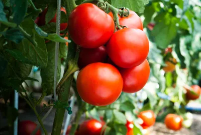Уход за помидорами в июле. Формировка томатов. Подкормка томатов для  отличного урожая.