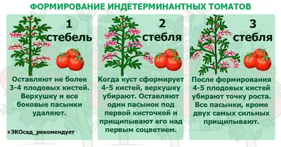 Без пестицидов, ГМО и колорадского жука. Как выращивать томаты на  подоконнике круглый год? | Пикабу