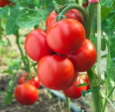 Грамотно пасынкуем томаты и получаем обильные завязи: правила формирования  помидоров | Наша Дача | Дзен