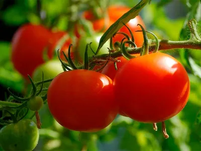 Помидоры в теплице: выращивание томатов, посадка весной, уход и сбор урожая