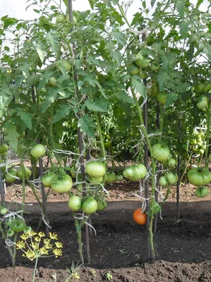 Вкусный Огород: Формирование куста помидоров. Удаление листьев