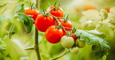Помидоры: полный курс по выращиванию томатов от посева до урожая