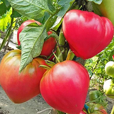 Пять работающих методов для укрупнения томатов