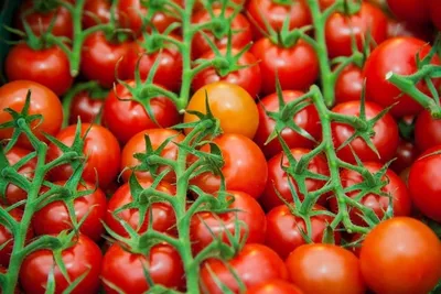 Условия произрастания томатов. Услуги агрономов