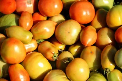 Индетерминантный томат: выбор сорта, правильная посадка, удобрения