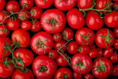 Как прищипывать помидоры - инструкция, видео | Новости РБК Украина