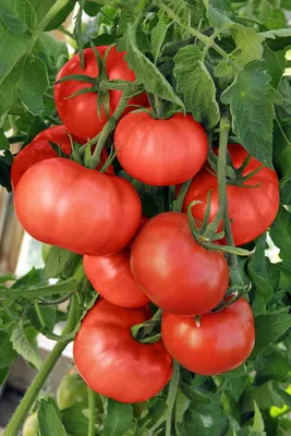 Как ухаживать за томатами после высадки рассады в открытый грунт,  формирование растений, пасынкование