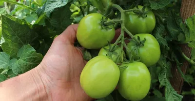 Томаты на подоконнике: как правильно выращивать помидоры в комнате —  Soncesad Томаты на подоконнике: как правильно выращивать помидоры в комнате  — Soncesad