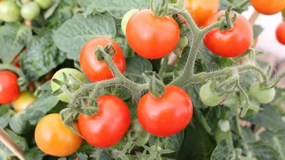Почему не созревают томаты в теплице и открытом грунте | На грядке  (Огород.ru)