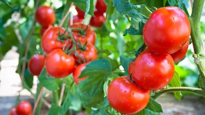 Сорта помидоров для открытого грунта: 15 лучших, которые дадут отличный  урожай - Дом Mail.ru
