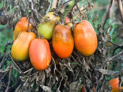 Выращивание томатов в открытом грунте