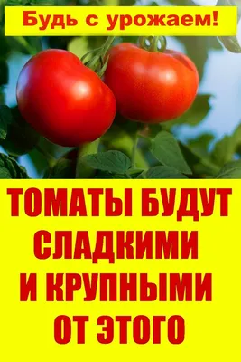Чем подкормить помидоры для лучшего урожая в августе - эффективные  удобрения - Lifestyle 24