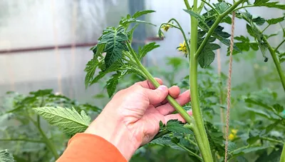 Секрет успеха правильное формирование кустов помидоров для богатого урожая  | Мирон Шилов | Дзен
