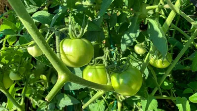 🍅СДЕЛАЙ ЭТО В АВГУСТЕ ДЛЯ САХАРИСТОСТИ И УРОЖАЙНОСТИ ПОМИДОРОВ 🍅🍅 | Еда  на костре, Помидоры, Выращивание томатов