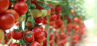 Полив помидоров: особенности полива на разных стадиях созревания.