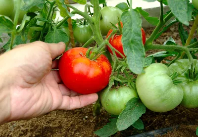 Семена томата \"Балкони Елоу F1\". Сибирский Сад - «Красивые, но безвкусные  помидоры. Выращивала их два года - больше не буду » | отзывы