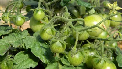 Формирование томатов в теплице и открытом грунте: пошаговая инструкция со  схемами в 2 и 3 стебля с советами экспертов