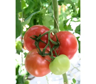 Посадка и выращивание помидоров в теплице – секреты и инструкции