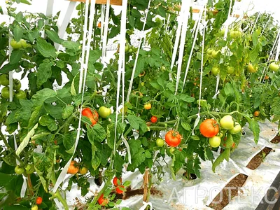 Формирование томатов — пасынкование. Правильное формирование детерминантных  и индетерминантных кустов. Схема, фото — Ботаничка