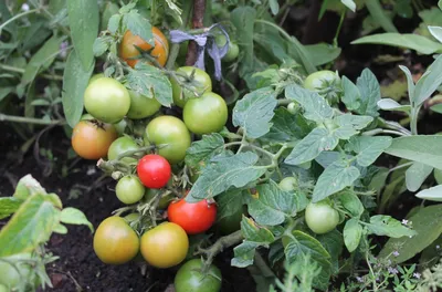 Подготовка рассады и сроки посева томатов в теплицах | Гавриш