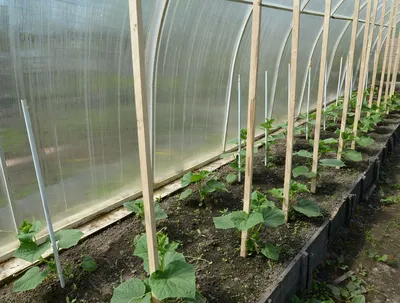 Как правильно формировать растение салатного огурца