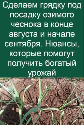Чеснок на огороде завязывают в узел - когда это нужно делать | РБК Украина