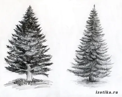 Рисунки новогодней елки для срисовки (74 фото)